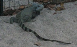 iguane