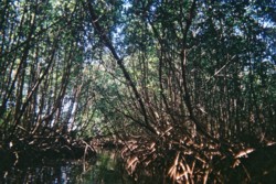 mangrove