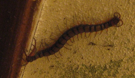 scolopendre