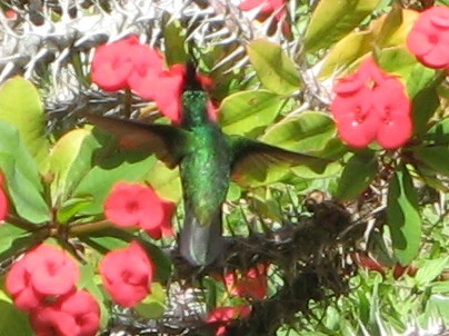 colibri2