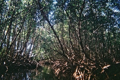 mangrove