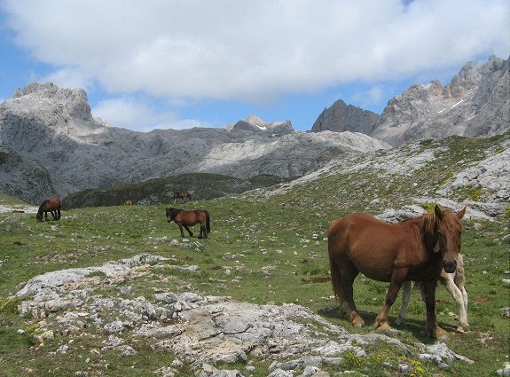 chevaux picos