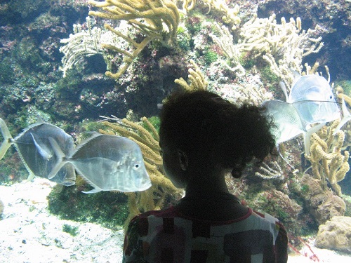 aquarium