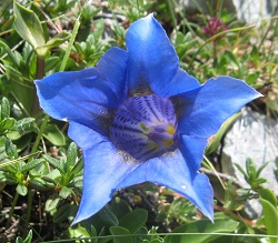 fleur bleue