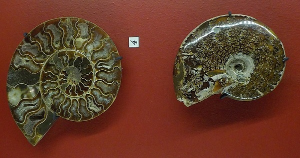 ammonite
