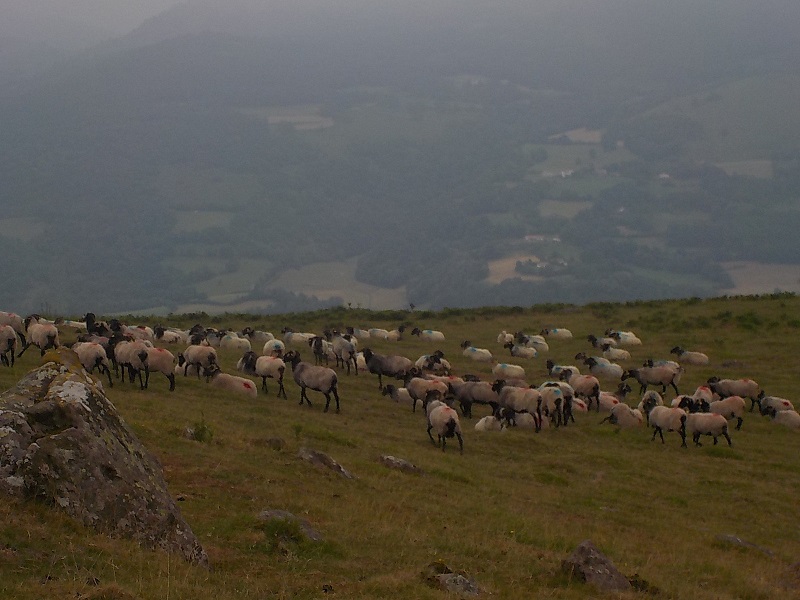 moutons